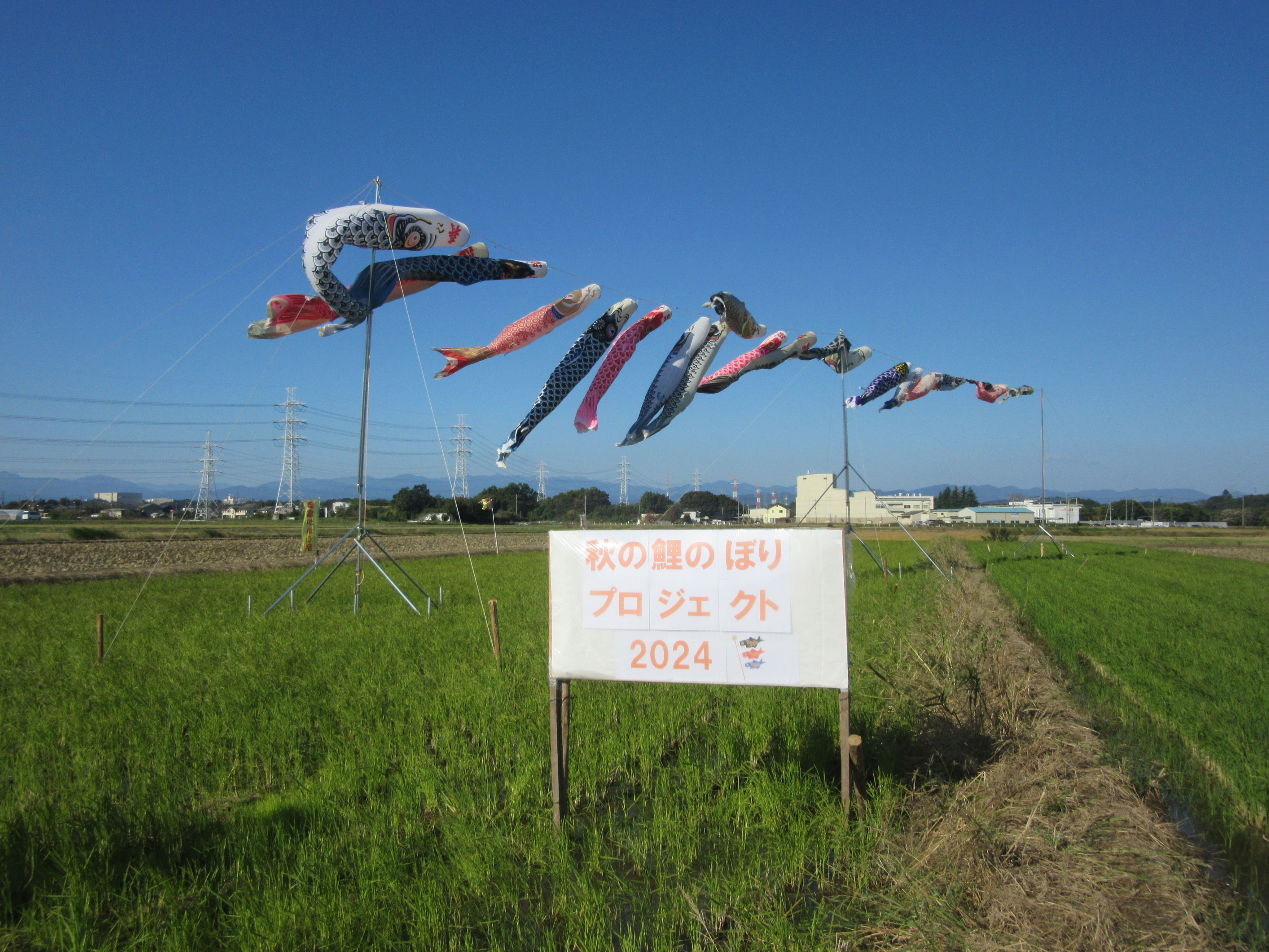 【m☆sページ】 「ぎゅうぎゅうゴールデンさん」　「クゥーさんと鯉のぼり」 babytown_4400-wtnb-home-tenka20