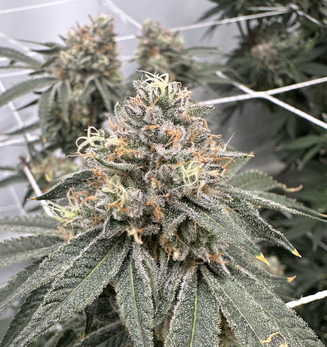 SmokeyBodega tweet media