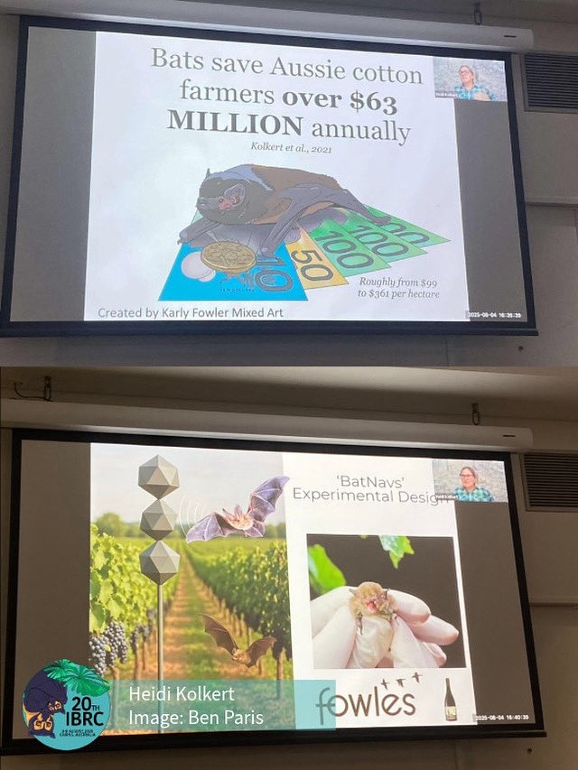 IBRC2025's tweet photo. Heidi Kolkert presenting “A jaunt into the ecosystem services provided by bats in cotton, berries and grapes and the economic value to the Australian cotton industry”
#ibrc2025 https://t.co/t55nP5G61A