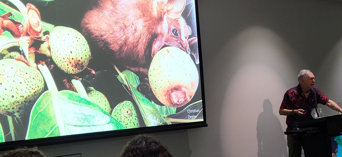 Frank Bonaccorso talking about fruit bats in South Africa #ibrc2025 <a href="/IBRC2025/">IBRC2025</a>