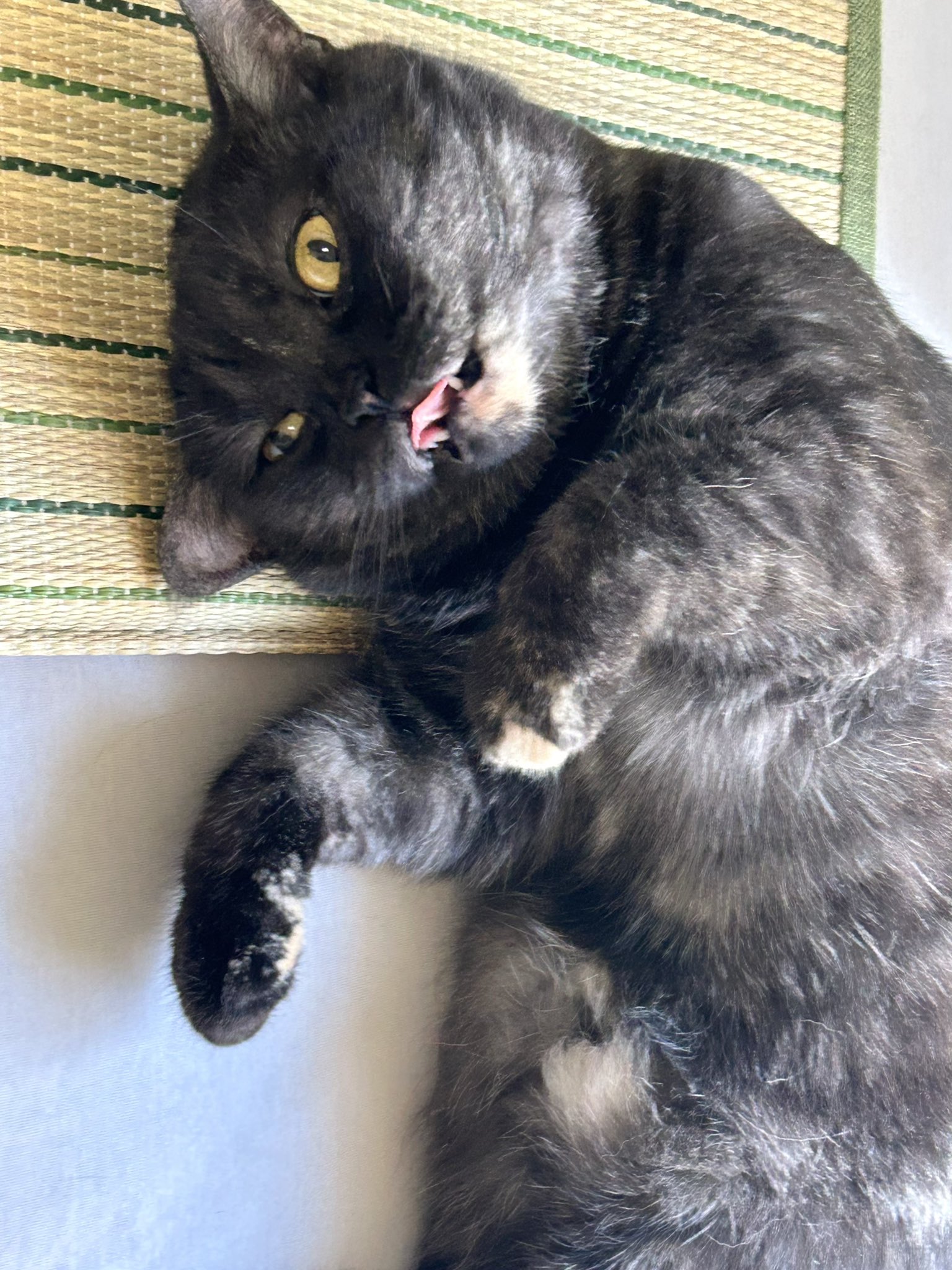 黒猫　ふさおとめ 黒猫様専用 ふさおとめ
