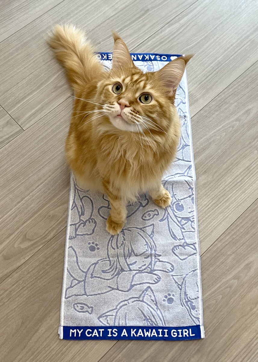 きなこの夏コミグッズ用にジャガードフェイスタオル作ったよ🐈🐾
とっても綺麗に作って頂きました☺
(撮影中ずっとタオルの上に乗るリアルきなこ)