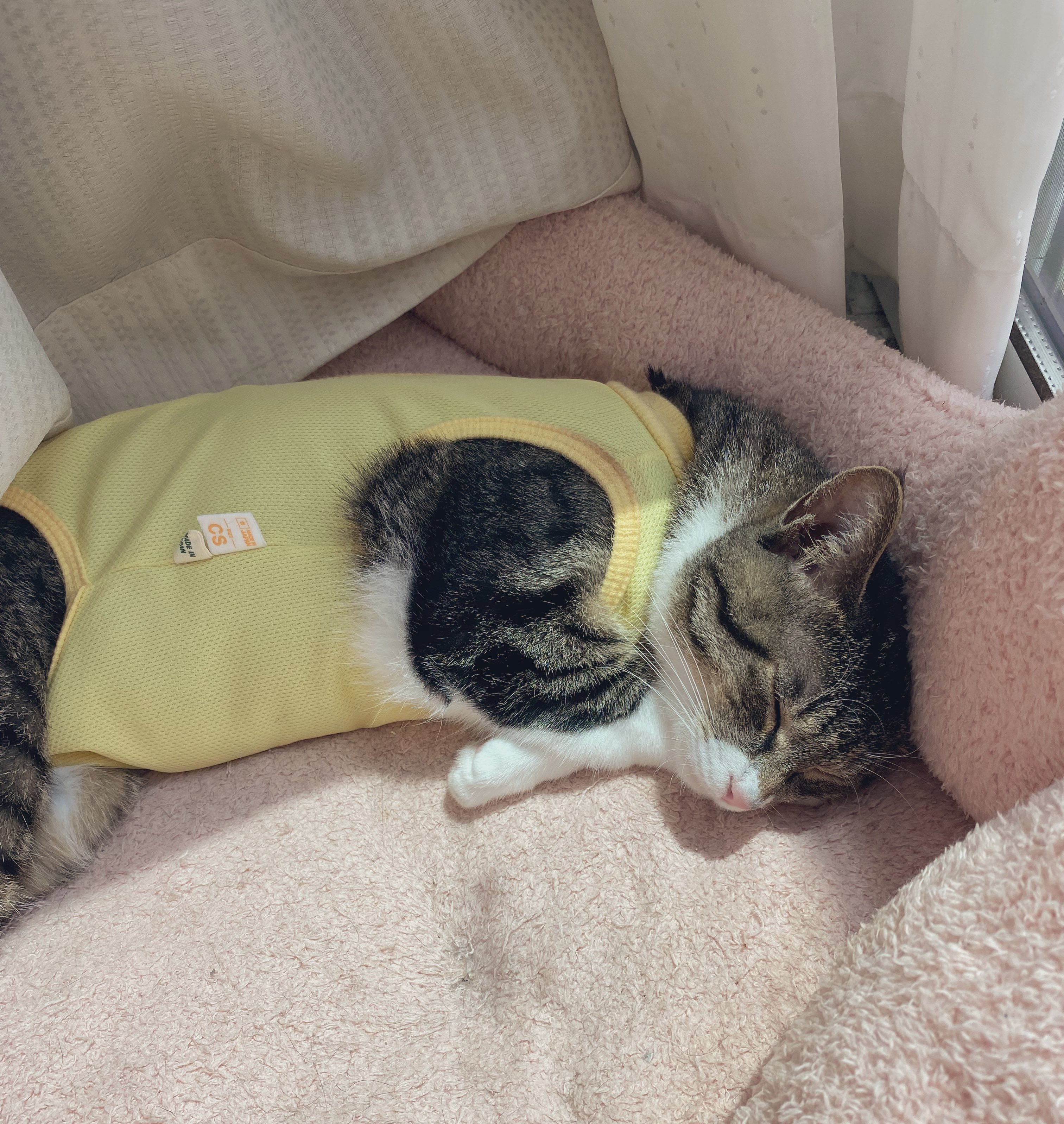 猫千代　0527 菊千代とmum on X: 