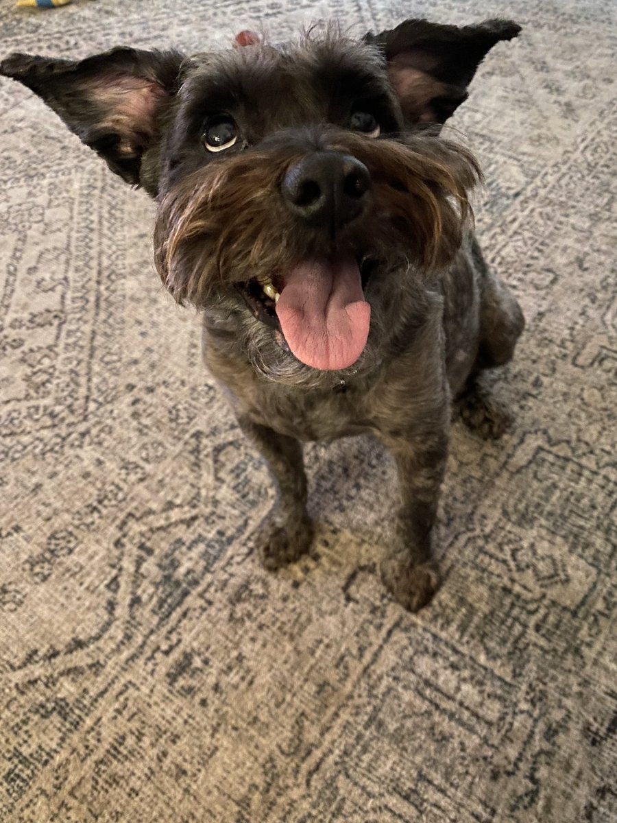 Jdavis_Halton's tweet image. His ears and eyes always tell a story. It’s playtime! #dogs #schnoodle ❤️ 🐾