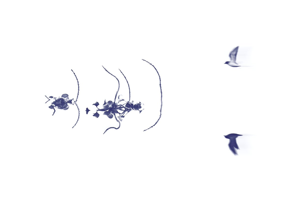 <a href="/LeslieASpurlock/">lesliespurlock.sol | NFT.NYC 2024 🏴‍☠️</a> Hi dear Leslie! Presenting one of my personal favorite frames I dropped for #photoliminal event,

"The Flight Between Us"

1/1 available on Objkt at 100 ꜩ
objkt.com/tokens/KT1Q4Dc…

Note: This is a fully onchain mint inscribed on Tezos Blockchain using <a href="/tz1zeroteminal/">ZeroTerminal</a>