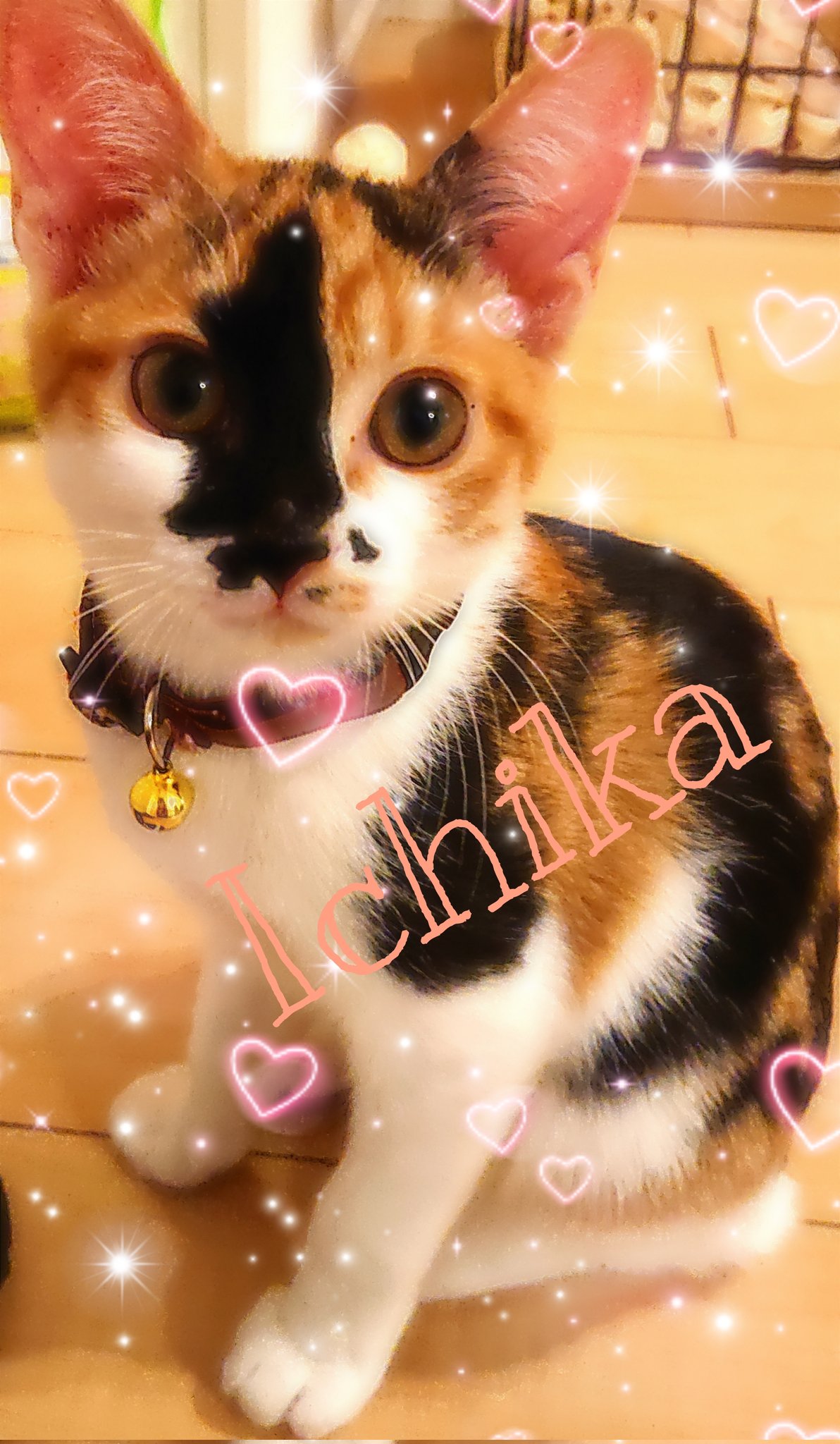 三毛猫ページです❤️ しっぽで遊ぶ三毛猫｜WooBia公式オンラインショップ – WooBia