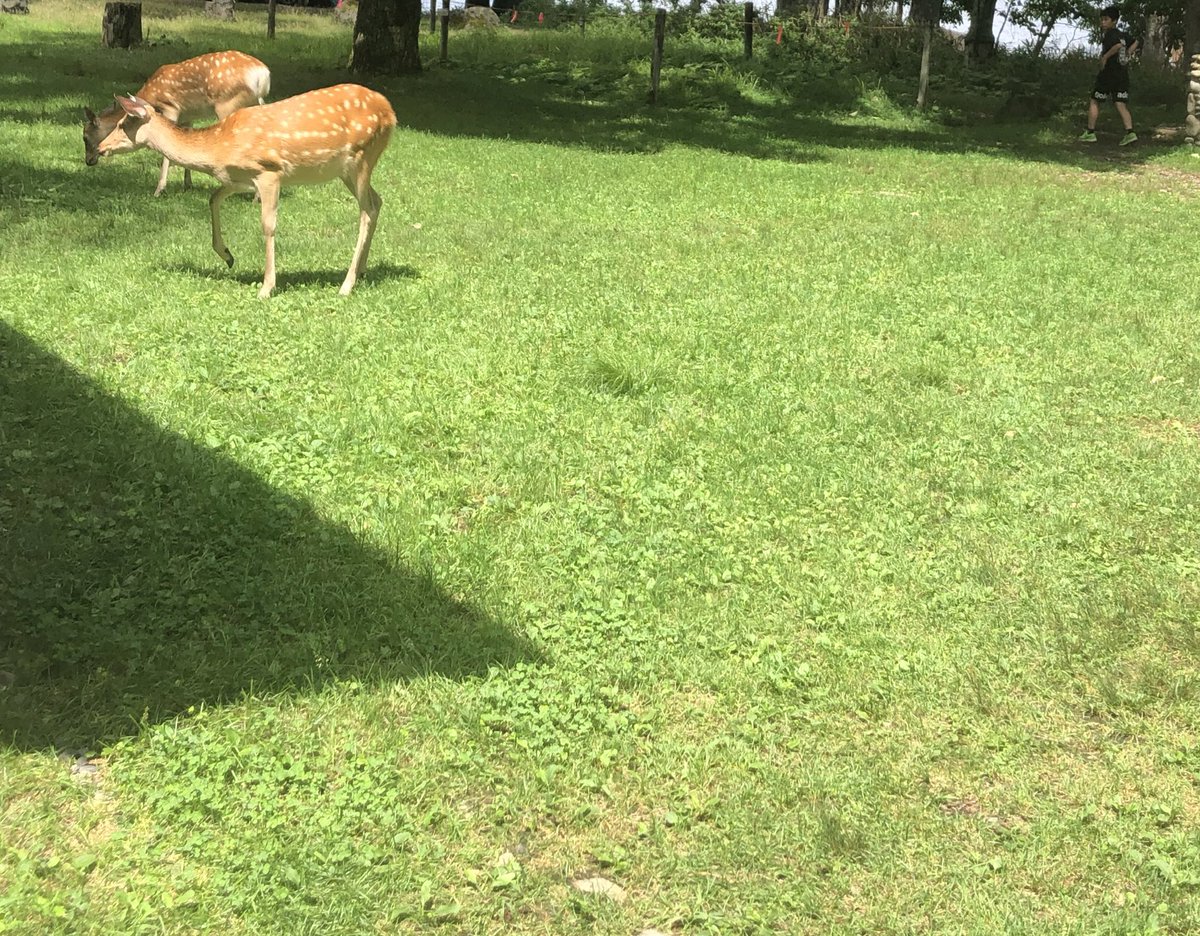 今日はキャンプに来たよ