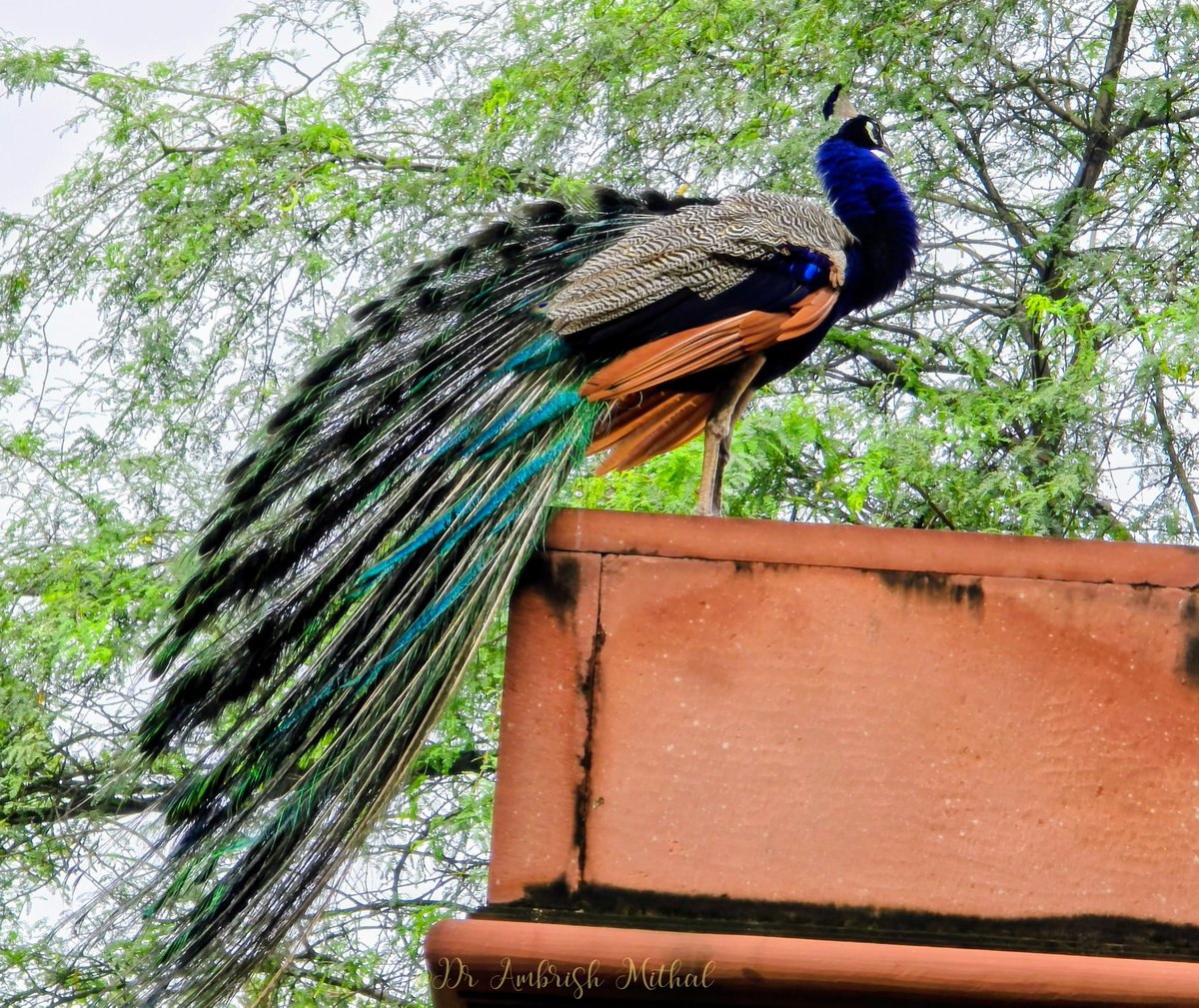 Dr Ambrish Mithal (@drambrishmithal) on Twitter photo Magnificent sight on Sunday morning..
Monarch of all he surveys from his perch
#sundernursery #peacock #Delhi
<a href="/sundernursery/">Sunder Nursery Park</a> <a href="/NandaRatish/">Ratish Nanda</a> Magnificent sight on Sunday morning..
Monarch of all he surveys from his perch
#sundernursery #peacock #Delhi
<a href="/sundernursery/">Sunder Nursery Park</a> <a href="/NandaRatish/">Ratish Nanda</a>