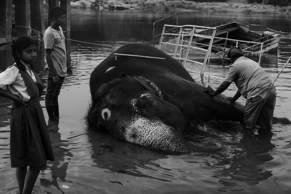 <a href="/LeslieASpurlock/">lesliespurlock.sol | NFT.NYC 2024 🏴‍☠️</a> Elephant bath - ഗജനീരാട്ട് - (gajaneerattu)
Virupaksha temple, Hampi, Karnataka, India.

1/1 at 100 Tezos (Open to offers)

objkt.com/tokens/KT1RM8E…