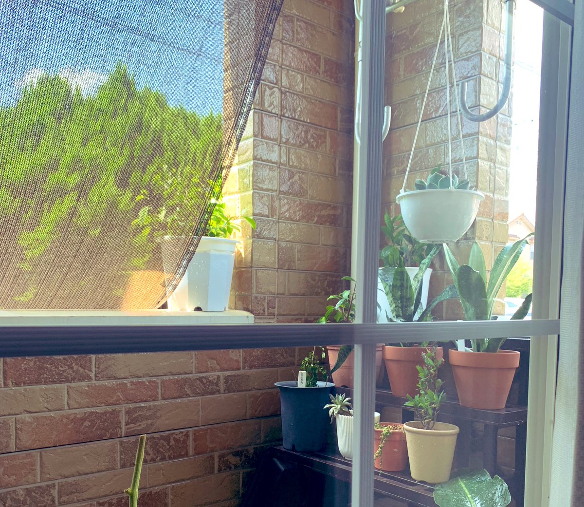 夏☀️、暑すぎ問題