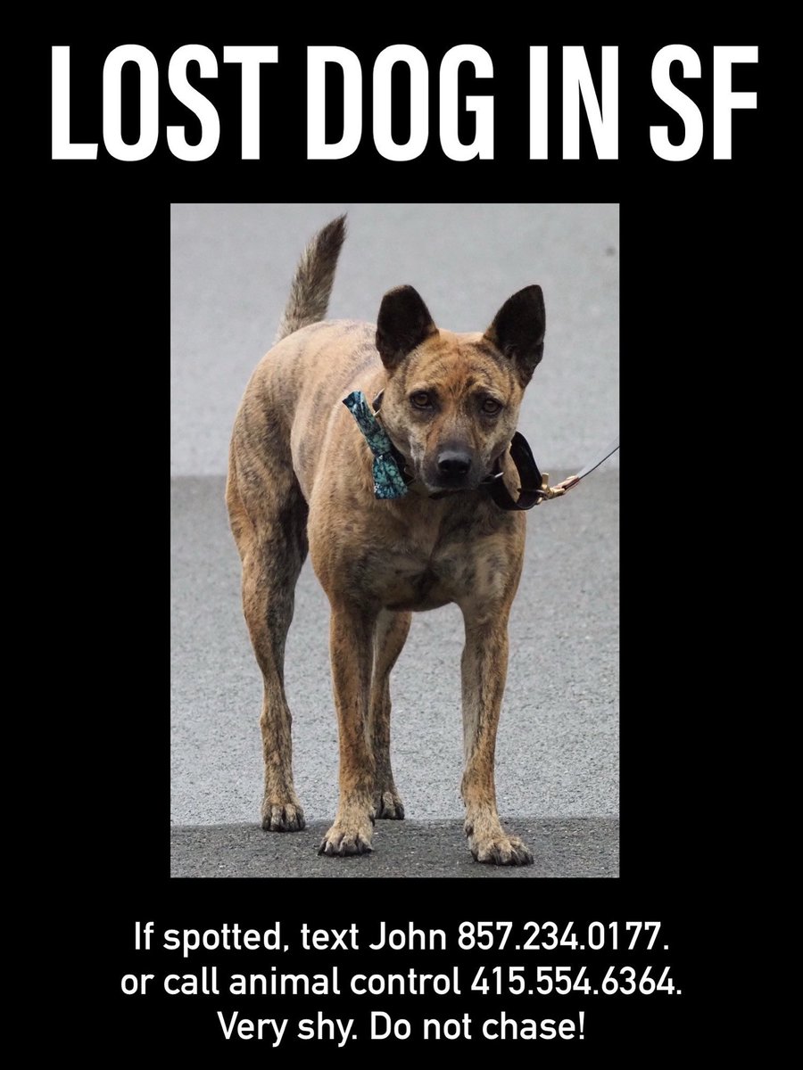 My beloved dog Wily is lost in SF. Please help return her by calling SF Animal Control at 415-554-9400 if spotted.