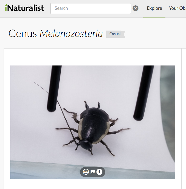 BugCatcher_Mao tweet media