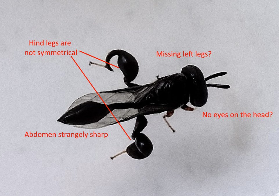 BugCatcher_Mao tweet media