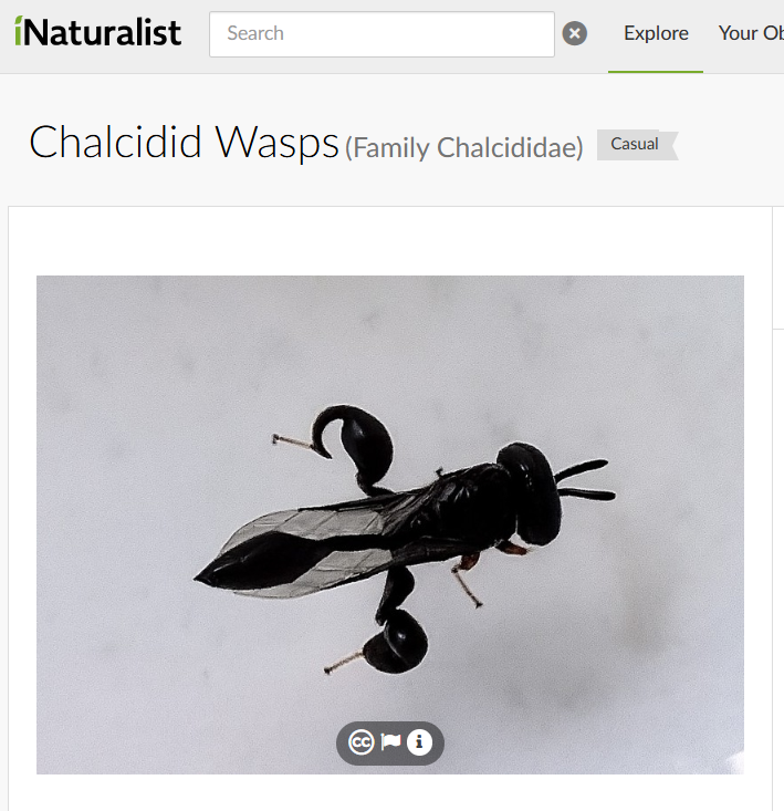 BugCatcher_Mao tweet media