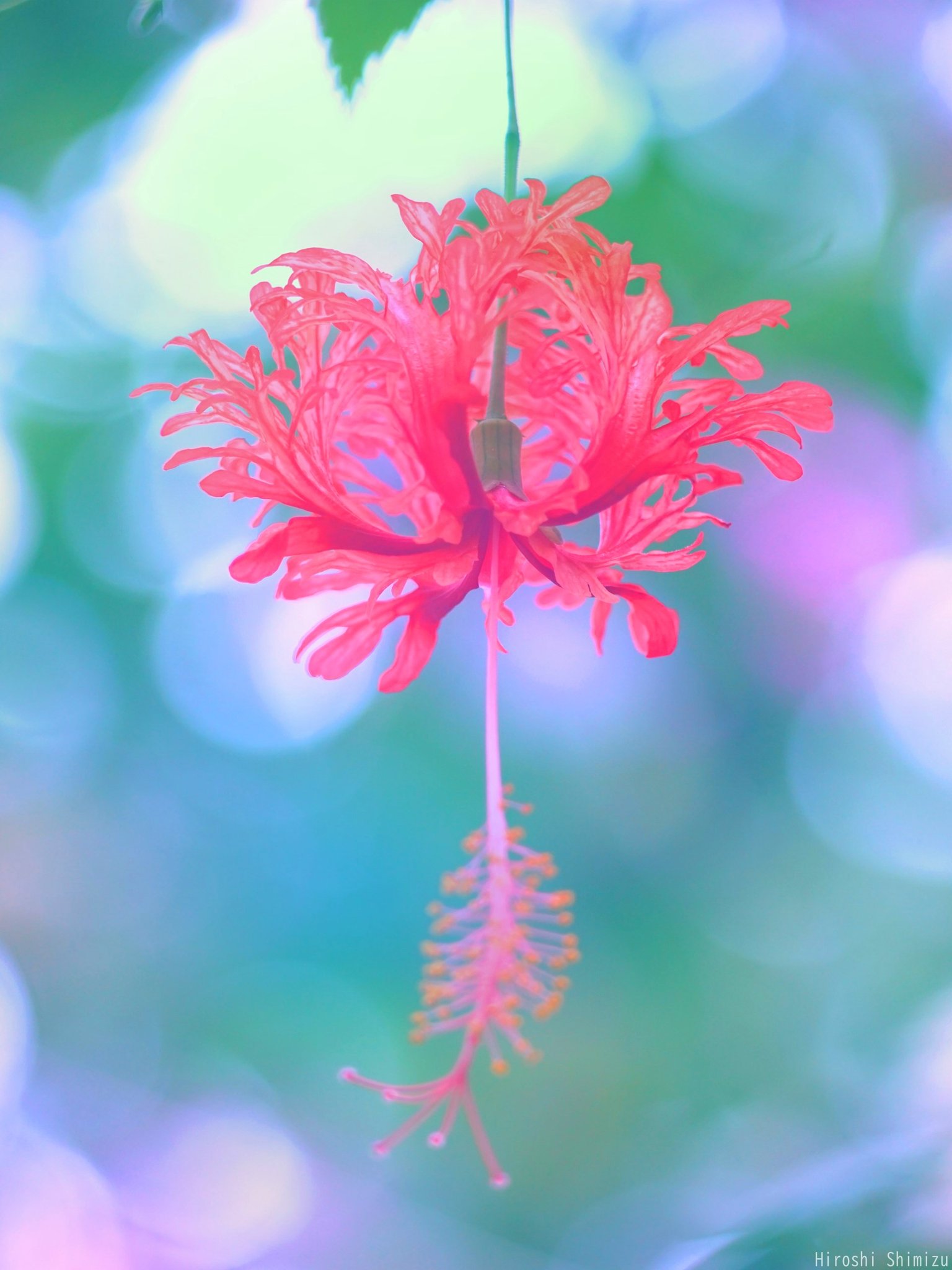 草花画　香合 栗山園オンライン通販部 / 香合