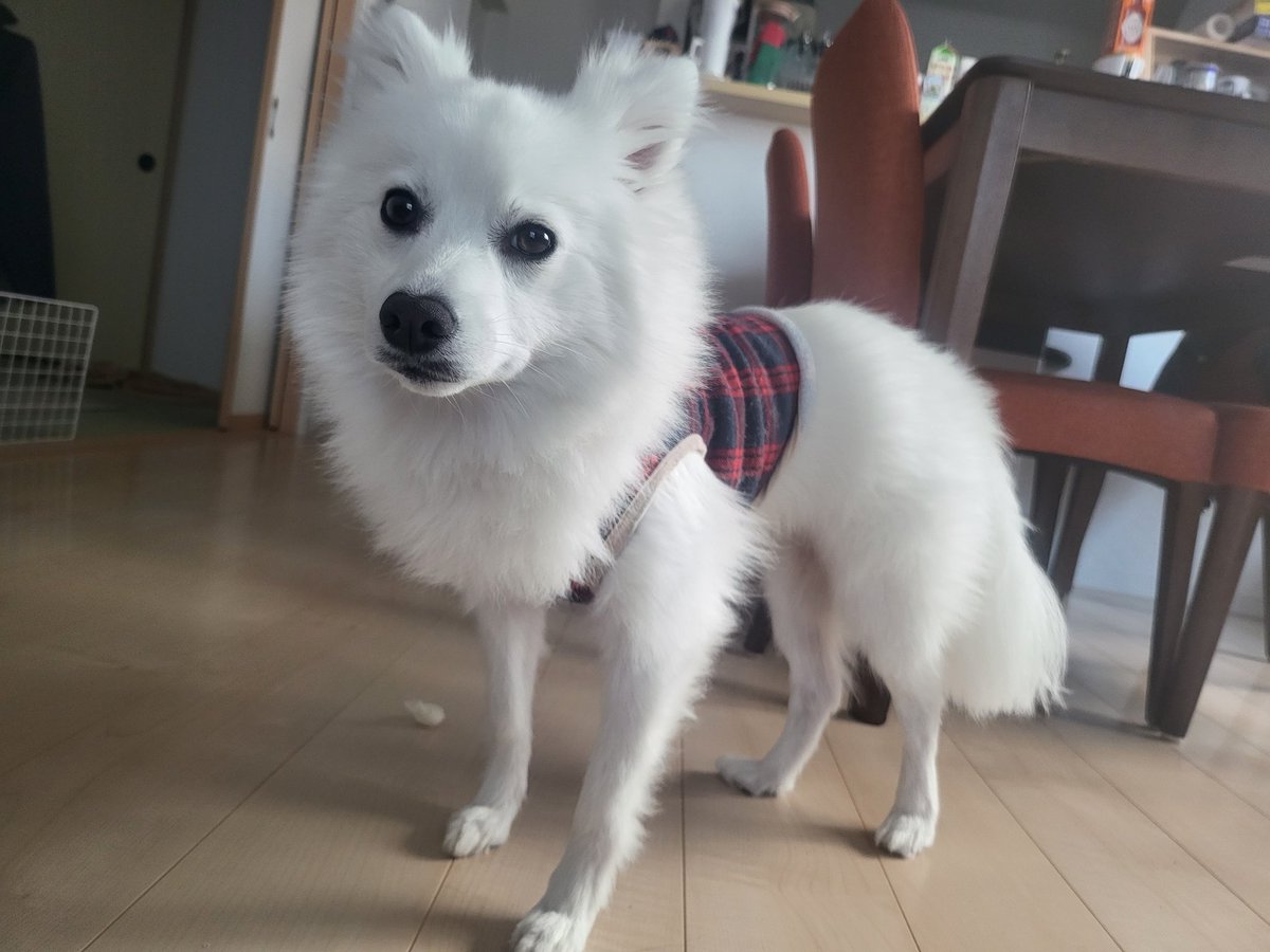 hirussyi's tweet photo. リンがいなくなって今日2025年8月5日で1年と356日。

早く会いたいよ。帰ってきてくれ。

情報、拡散よろしくお願いします。

#迷子犬
#日本スピッツ
#拡散希望 
#福島県
#いわき市
#スピッツ https://t.co/JLIM1JqCAi