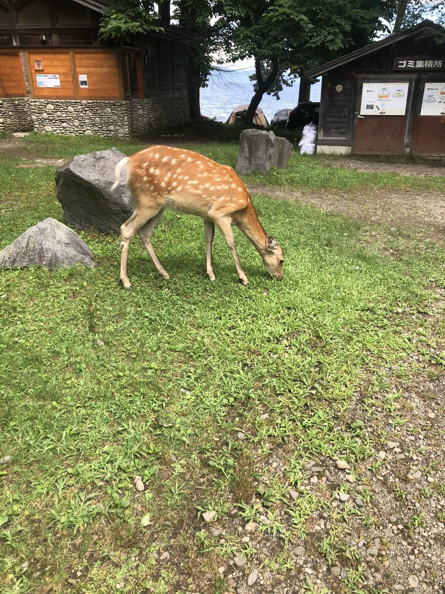 間近すぎ鹿
昨日お前の肩ロース食ったぞ🫨