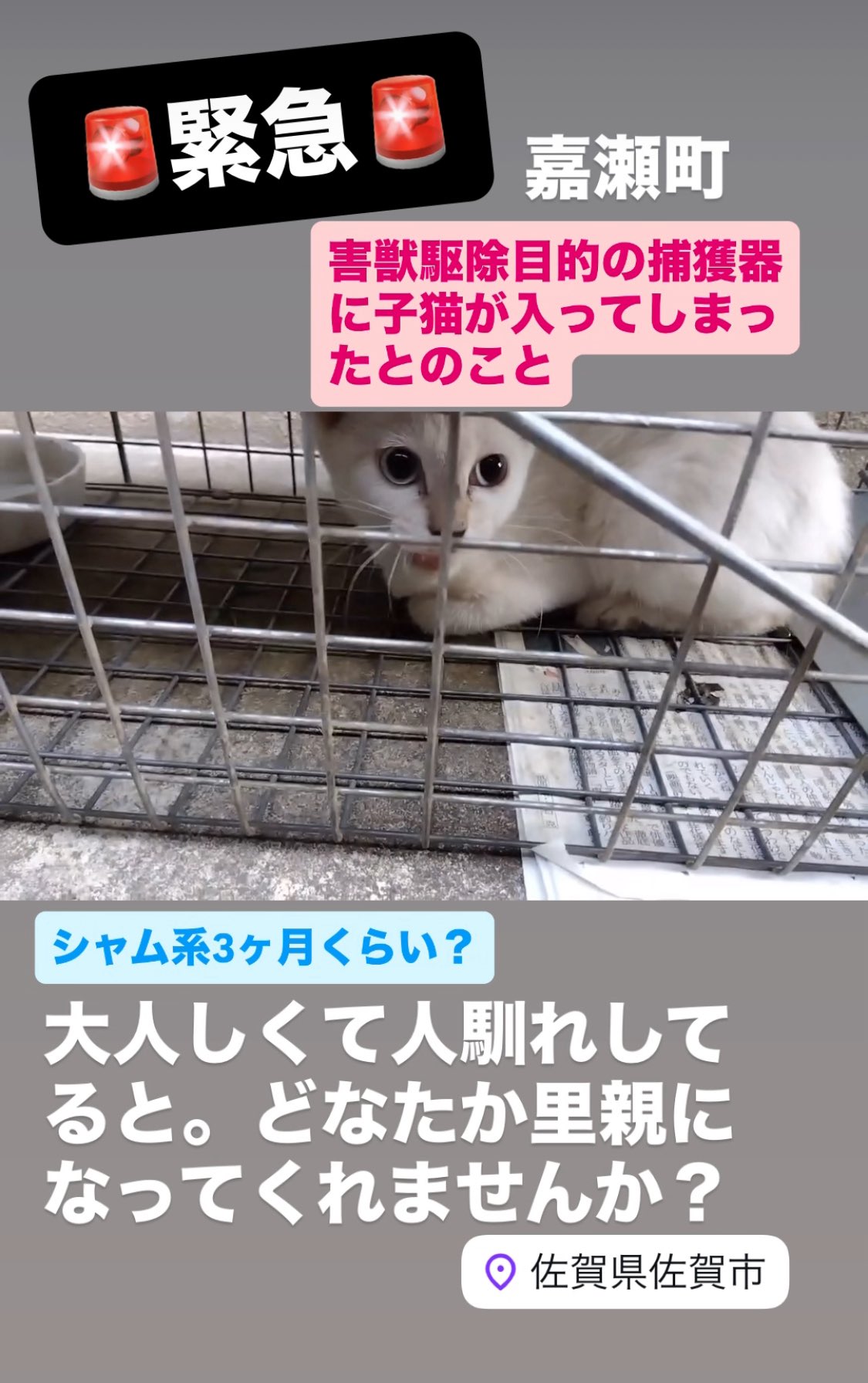 猫ママ on X: 