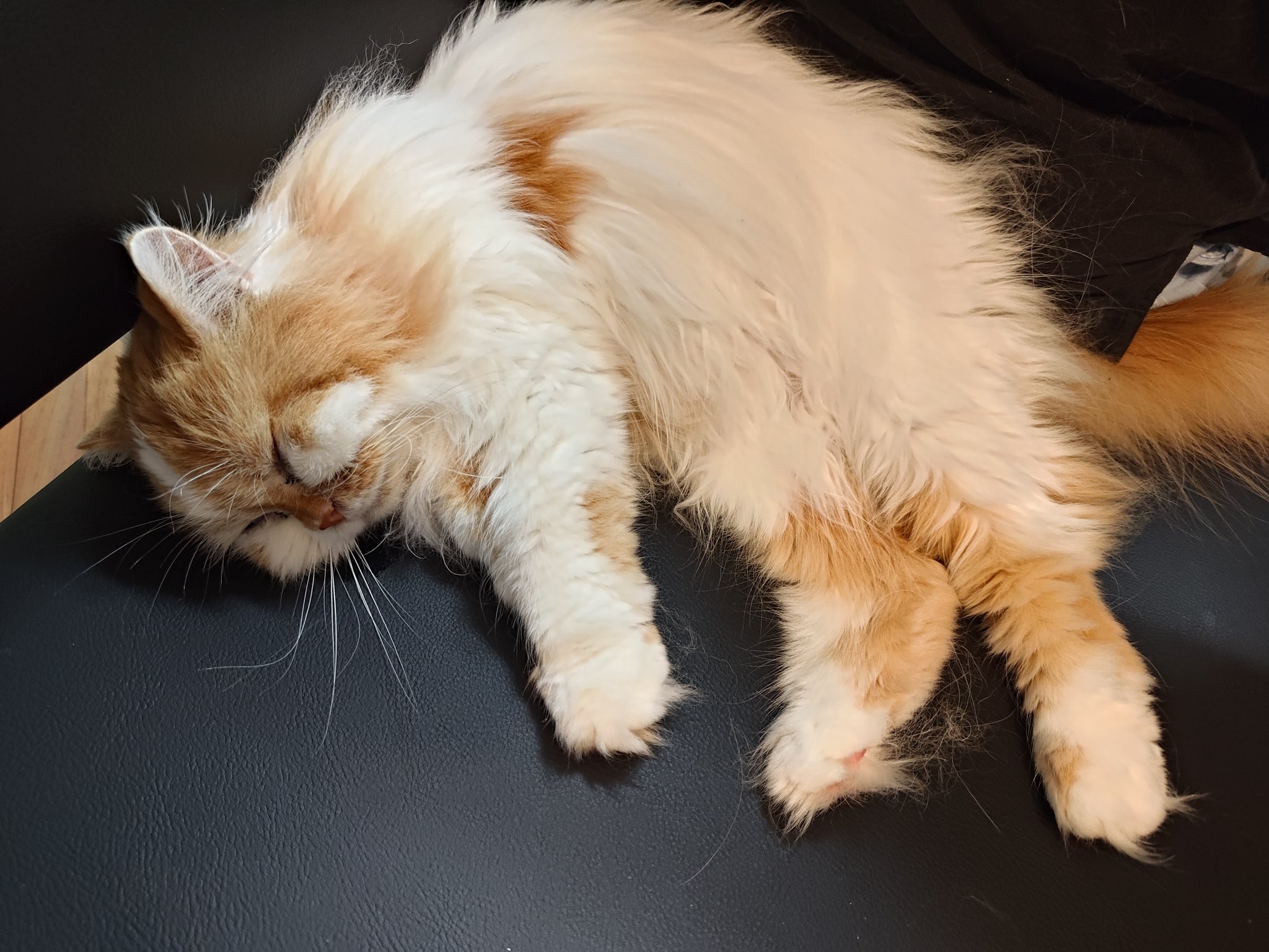 よしむね　超レア　むちゃちゃ　猫柄スカンツ 未使用 船橋つとむ マッチボックス猫 2種セット ネコ 三毛