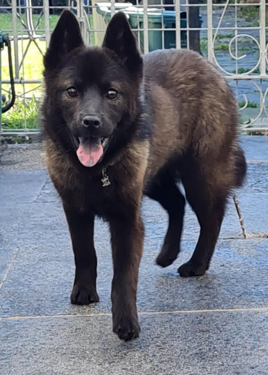 Penny2449's tweet image. #rehomehour
Mitzy 8 month old Chow x Husky, she&apos;s a gentle shy 
girl and needs a resident dog to live with, would suit a 
quiet home, can live with cats and kids 6+, learning to 
walk on lead, will need reg grooming, more info/adopt 
her from @WWPdogs UK