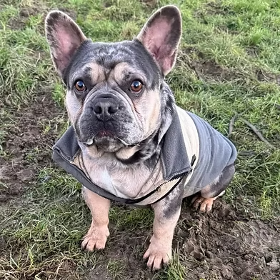 Penny2449's tweet image. #rehomehour 
Pumba 2 yr old Frenchie, he&apos;s a confident boy who 
loves everyone, dog friendly and prefers female dogs 
who are calm and respectful, can be only pet, fine with 
kids 12+ good on lead/in car, loves playing, more 
info/adopt him from @WWPdogs UK