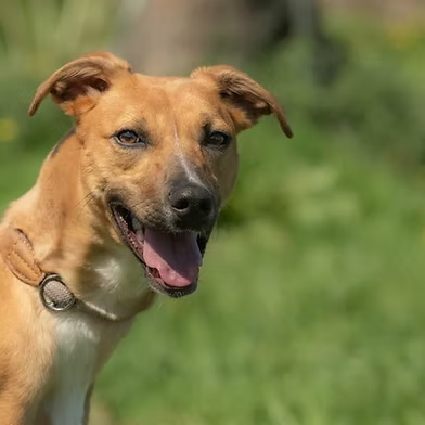 Penny2449's tweet image. #rehomehour 
Cerys is a pretty med sized Lurcher under a year old, 
she&apos;s very friendly, loves everyone, is bouncy and 
playful, she walks well on lead, travels well, loves 
dogs, best with kids 8+ as she could knock little ones 
over, more info/adopt her from @WWPdogs UK