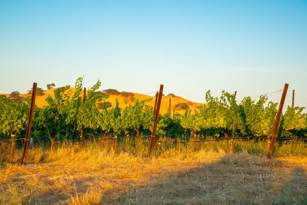 Altavitis tweet media