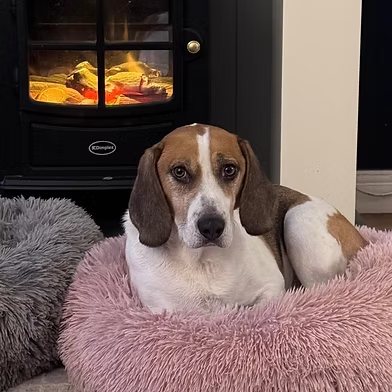 Penny2449's tweet image. #rehomehour
Jax 6 yr old Beagle, he loves a long walk with lots of 
sniffs and then happy to snooze, loves food and will 
steal it, likes a cuddle on his terms, best as only pet, 
likes someone about most of the time, more 
info/adopt him from @WWPdogs UK