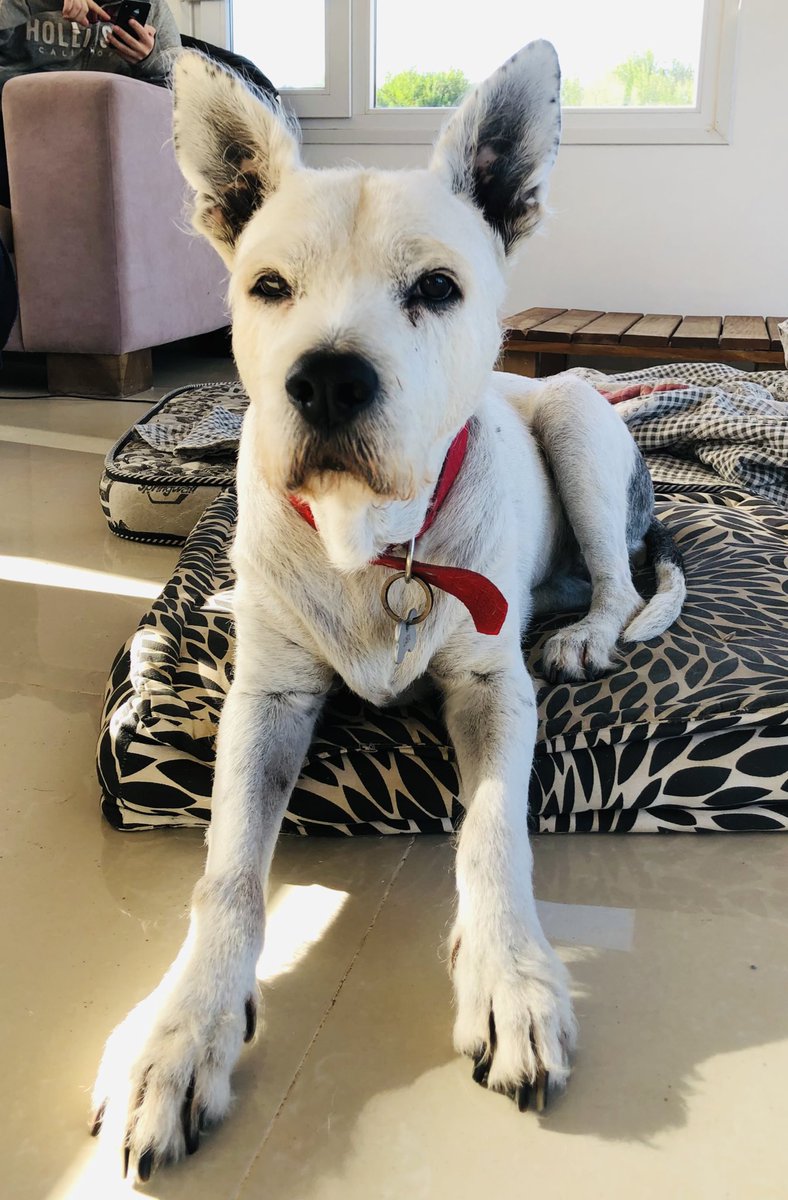 Hace 14 años compartieron en Facebook la foto de una perrita que encontraron en la calle. Desnutrida y con esa carita rompe corazones. Nos enamoramos. Compartimos +12 años de aventuras, juegos, paseos, diversión en la playa. Veranos.Inviernos.Lo volvería a hacer mil veces. Lara❤️‍🩹