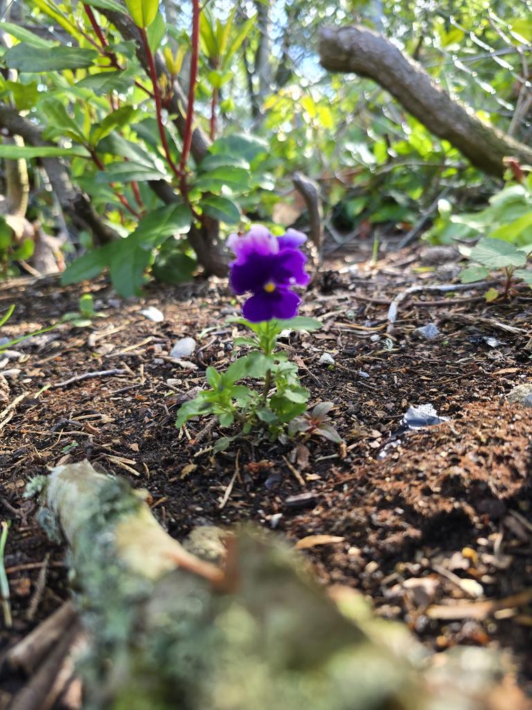 Amongst all of the carnage a little glimmer of colour sits. #StormFloris #Scotland #BlackIsle