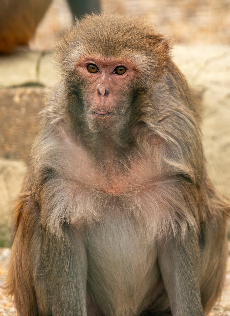 Tongue Out Tuesday star 🌟 

Our lovely Rhesus Macaque, Minka. ❤️ 😝

#isleofwight #tonguesout #tongueouttuesdays  #macaque