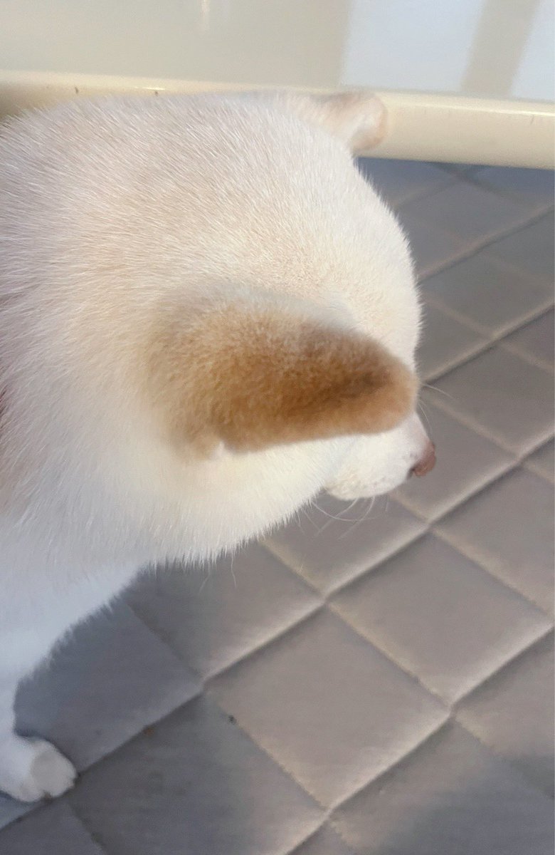 さっき、ここに座っていたら

ちくわをちょっとだけもらえたんだワン…

ちくわ…ちくわ…

＃ちくわほしいワン
＃白柴
＃柴犬のいる暮らし
