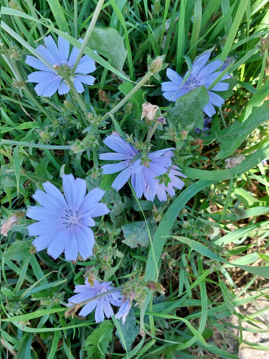De Wilde Cichorei. Heerlijk nu nog. Even een korte wandel.