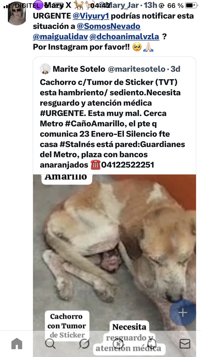 JcSabal's tweet photo. @maigualidav Amiga porfavor ayuden a este angelito q está en mal estado y desnutrido. En sus manos está su vida. https://t.co/TFAIMtGXEi