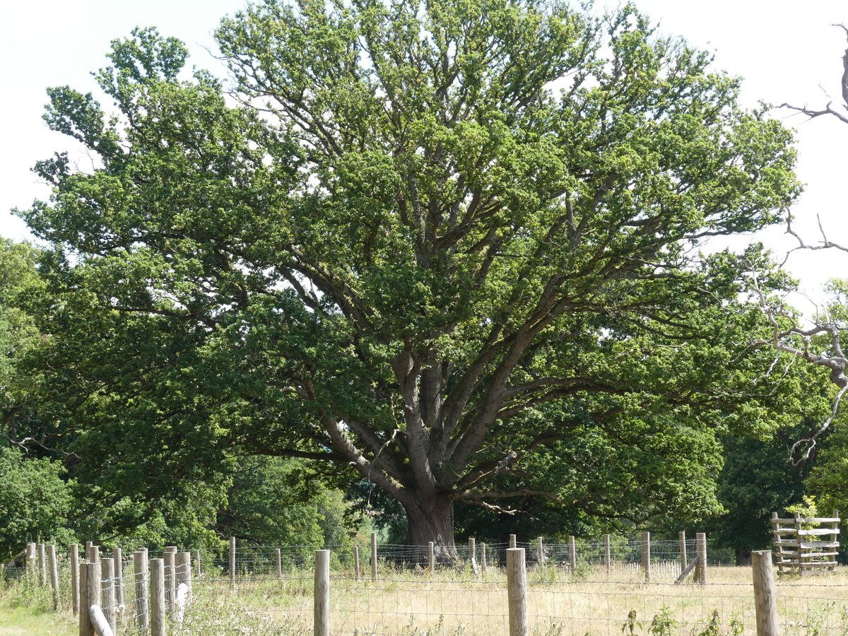 #ThickTrunkTuesday from the Croft Castle estate, Herefordshire.