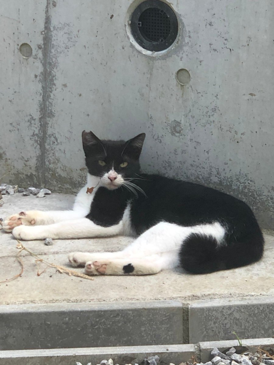 うちの庭でよく猫マウントされてます
歴戦感が半端ない野良