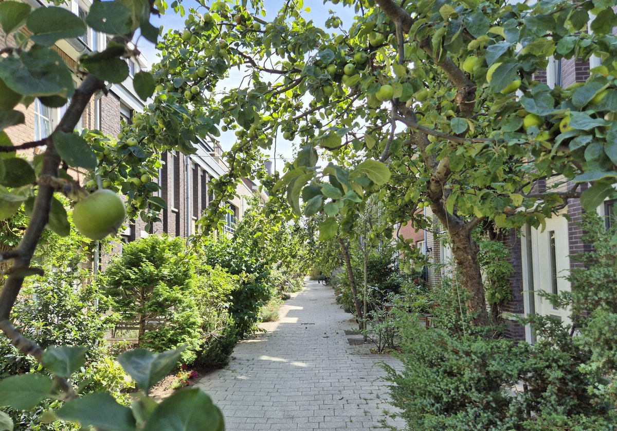 #Appelplukstraat🍏🍏 in #Leiden. Steeds meer fantastische straatjes in Leiden!🤩🍃

#Eetstraat #EerlijkeStraat #Leefstraat