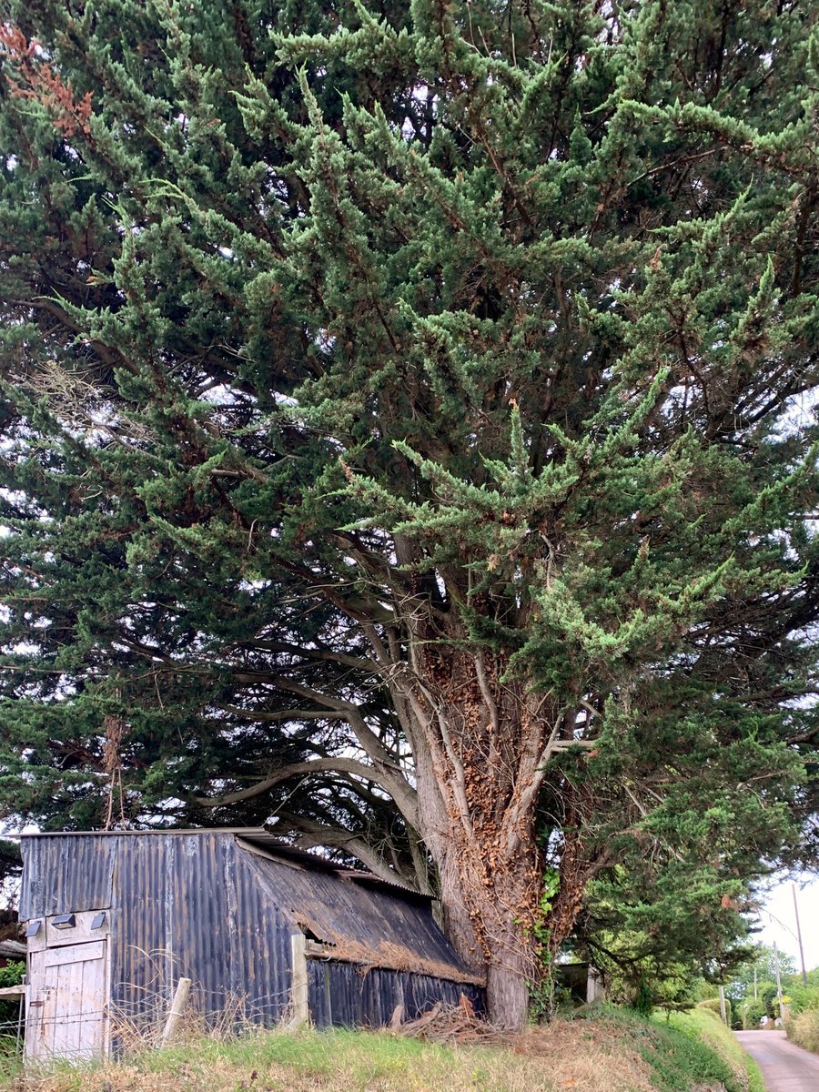 Under pressure ...
#ThickTrunkTuesday #TreeClub #trees