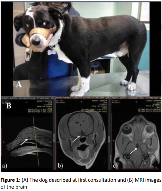 Slovenian Veterinary Research tweet media