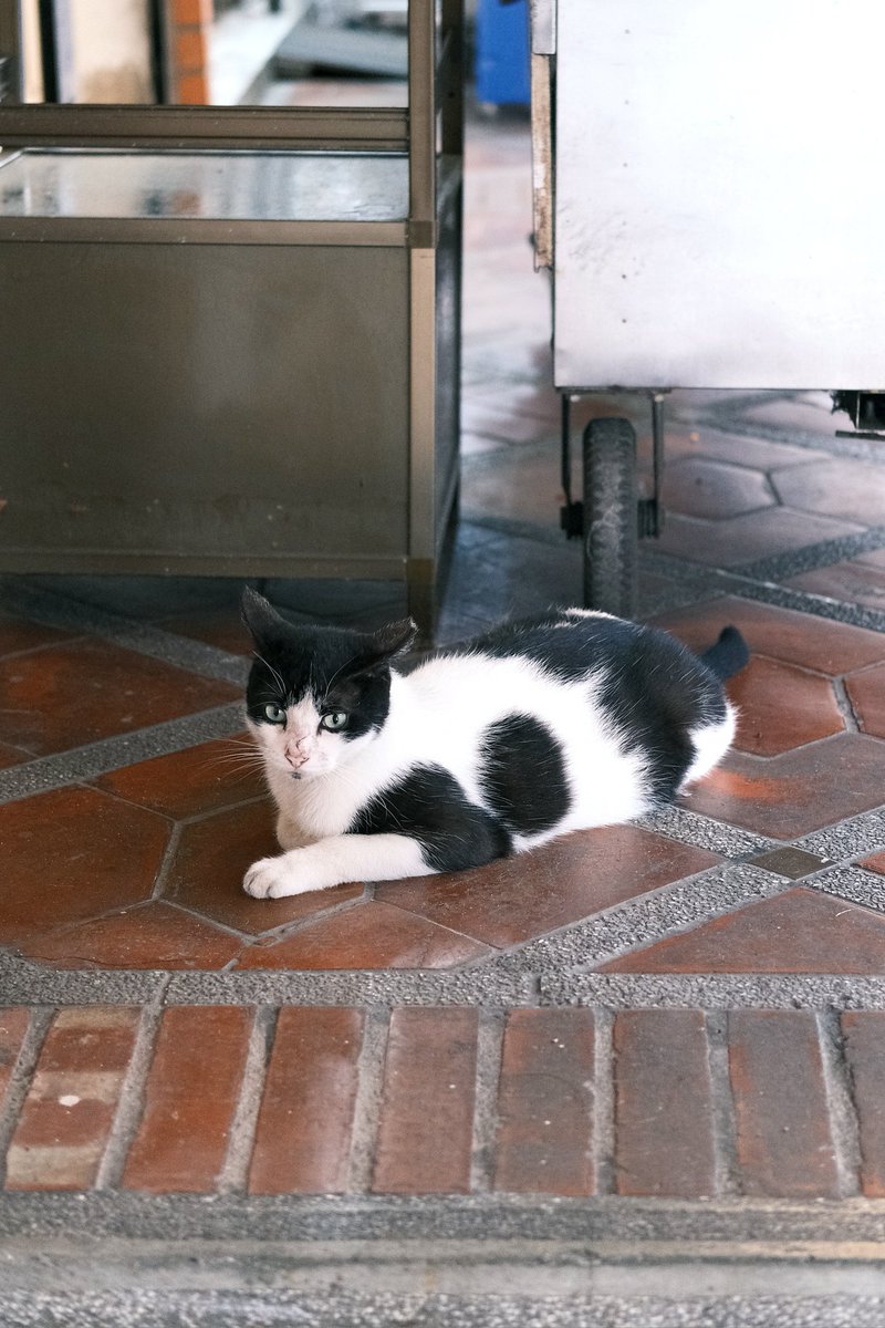 在老街看到一隻賓士
我還不畫爆（順便嘗試大膽配色
#猫  #cat #猫写真 #Painting #Taiwan