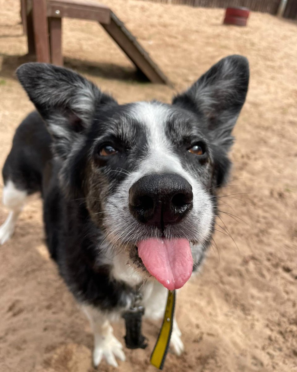 Swift at <a href="/DT_Kenilworth/">Dogs Trust Kenilworth 🐾</a> is feeling cheeky 😋 Comment if this pic made you smile 💛

[Image description: A medium black and white dog with large ears and dark brown eyes is standing outside in a large sandy area with his tongue out.]