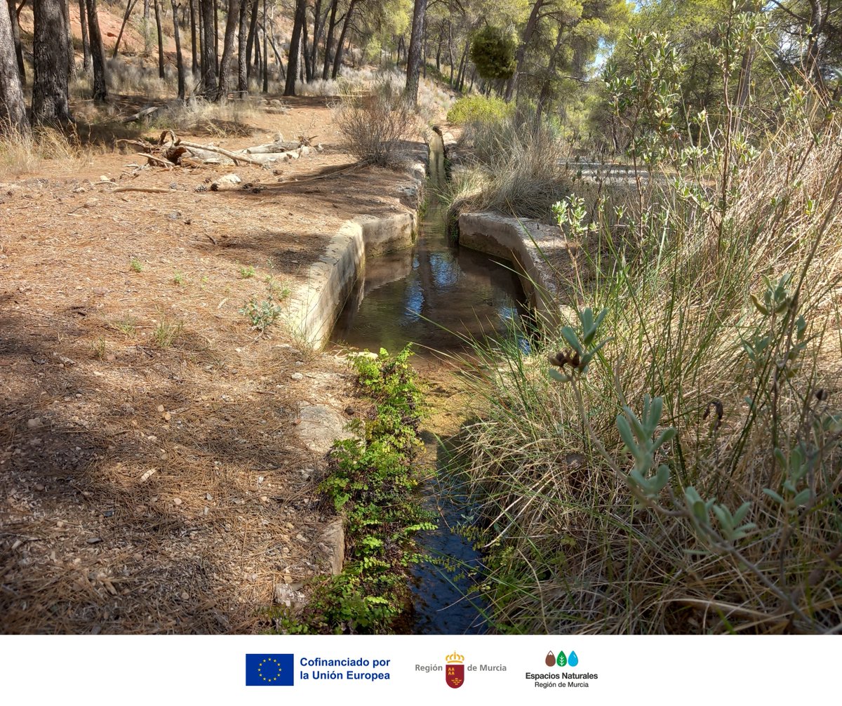 El Caño de Espuña recorre 13 km creando vida y belleza en #SierraEspuñaPR

Su agua refleja siglos de historia, esfuerzo humano y sostiene el #Ecosistema

Conservarlo es #Preservar #Biodiversidad, #Cultura y #Paisaje

Entre todos, podemos cuidarlo 💧 🌿

#PatrimonioVivo