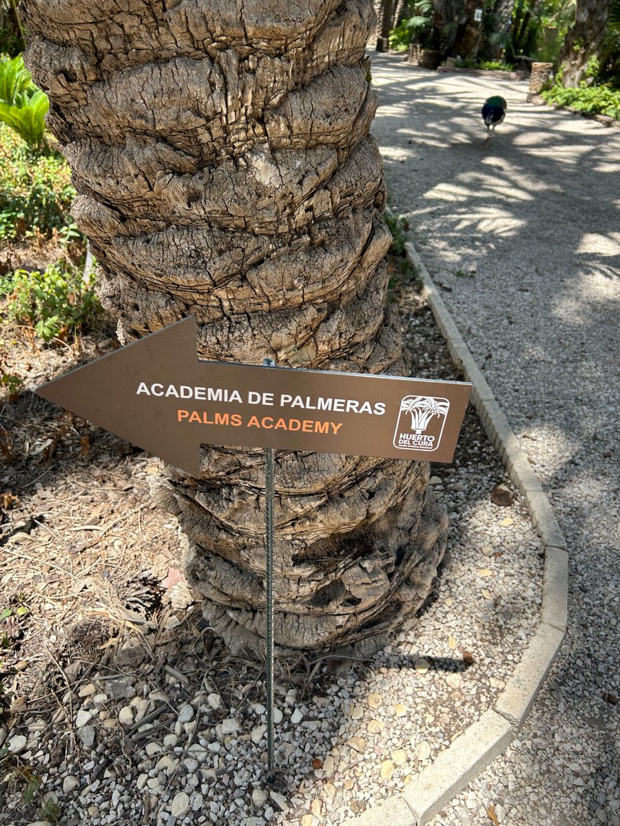 El Huerto del Cura ha inaugurado recientemente la Academia de #Palmeras, un nuevo espacio didáctico y único que reúne información que explica el origen, hábitat y características botánicas de la familia #Arecaceae (palmeras).
