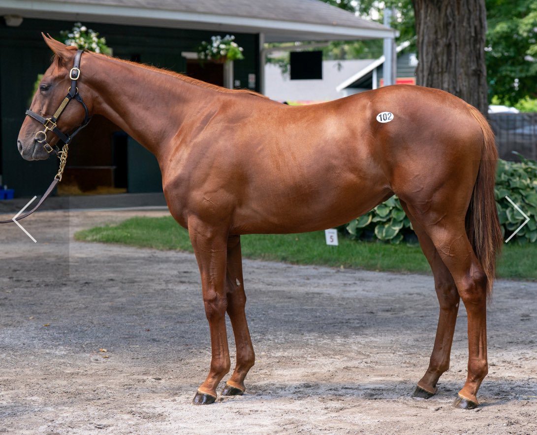 Delighted to buy 3 at <a href="/FasigTiptonCo/">Fasig-Tipton</a> Saratoga yesterday. Colts by Tiz The Law and Nyquist and a filly by Flightline