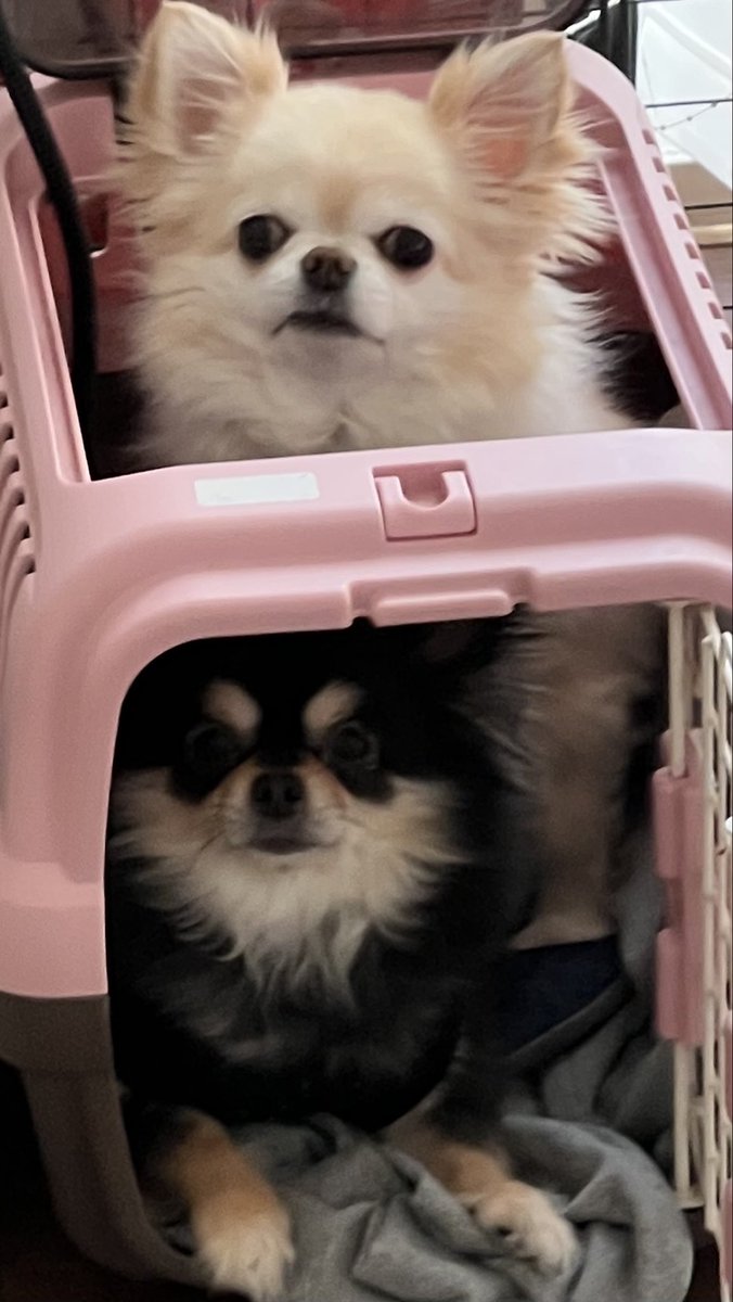 そろそろ帰省〜
ハニーに会える😚♡♡♡