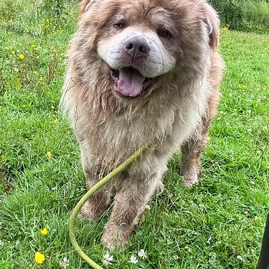Penny2449's tweet image. #rehomehour 
Leo 2 yr old Chow Chow, he&apos;s nervous at first, then 
your friend for life, typical of the breed, he is dog 
friendly, can live with teens, travels well, is tolerant of 
grooming which is essential, more info/adopt him from 
@WWPdogs UK
