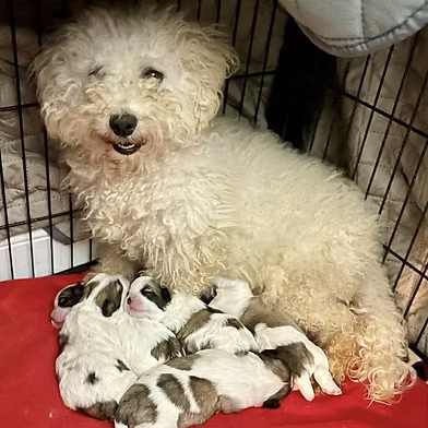 Penny2449's tweet image. #rehomehour 
Pearl 3 yr old Bichon, came from puppy farm, is very 
timid as has little human contact, needs a confident 
resident dog to live with ok with cat, needs time to 
settle and understanding quiet home, no young kids, 
more info/adopt her from @WWPdogs UK
