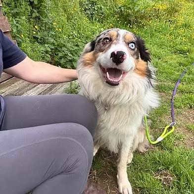 Penny2449's tweet image. #rehomehour 
Sionny 4 yr old Collie, he has the sweetest nature 
despite being terrified on arrival, is wary til he knows 
you, has never lived in a home, needs quiet home with 
no young kids, travels/walks well, breed exp home, 
more info/adopt him from @WWPdogs UK