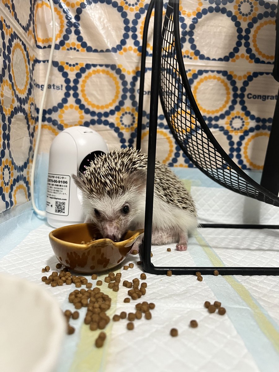 もふもふさま♡ もふもふ様確認ページ