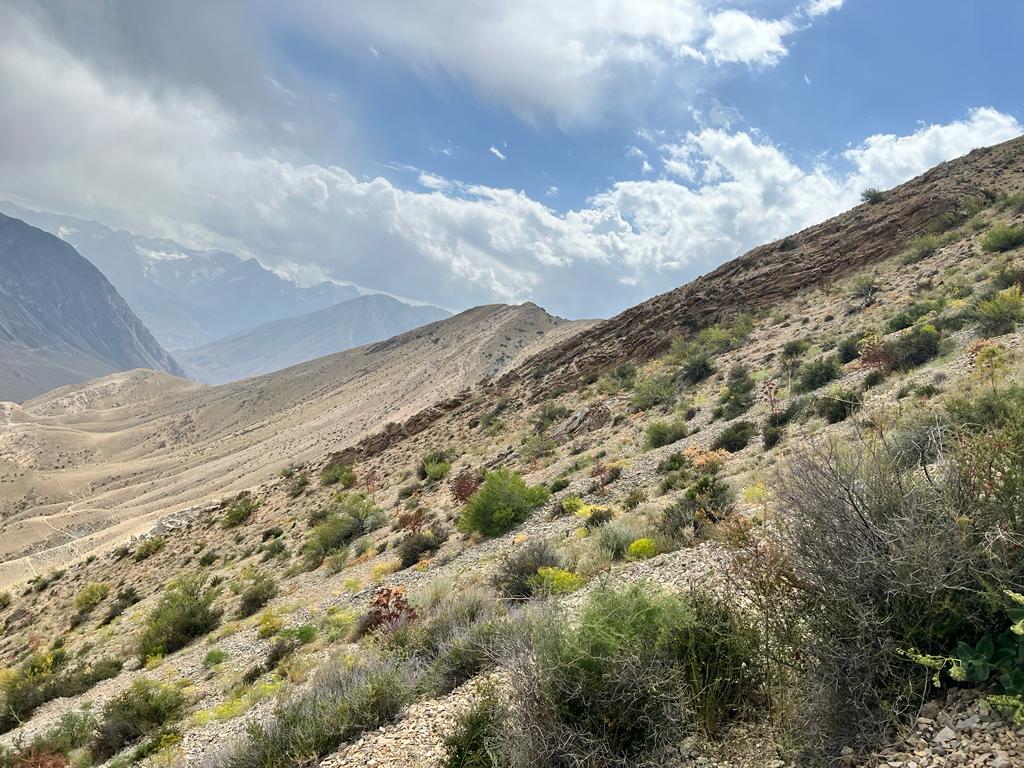 undpkg's tweet image. Without roots, #ferula stops producing seeds and dies. ⠀ 

📣 He reached out to local authorities and forestry departments, trying to get through to people. Eventually, he succeeded in getting a ban on uprooting ferula. But a ban alone was only half the hashtag#solution.